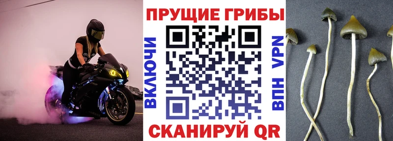 KRAKEN зеркало Апшеронск Галлюциногенные грибы Psilocybine cubensis